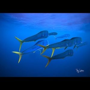 Meet your Posher, Tom